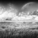 Field