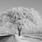 Cold Meaning