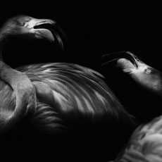 Photo by Jolanda van der Meer