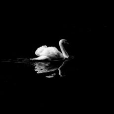 Photo by David Cohen