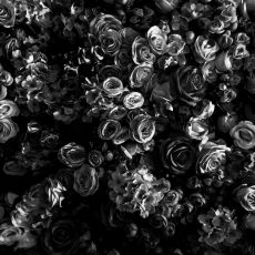 Photo by Aida Batres