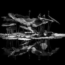 Photo by Alfred Schrock