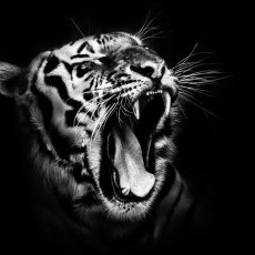 Photo by Pixabay