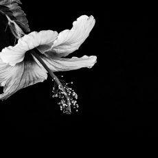 Photo by David Brooke Martin