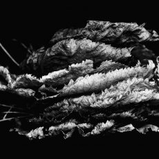 Photo by Davide Ragusa