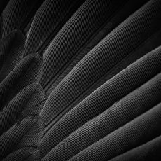 Photo by Dejan Zakic