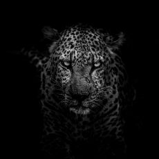 Photo by Geran de Klerk