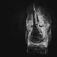 Photo by Geran de Klerk