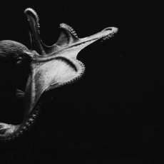 Photo by Isabel Galvez