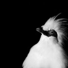 jesper-aggergaard-dU1_WHVpFzI-unsplash-3