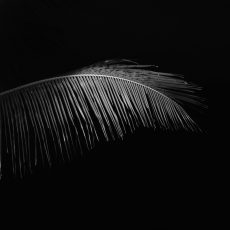 Photo by Johann Rohn