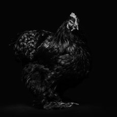 Photo by Ardalan Hamedani