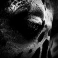 Photo by Jose Chomali