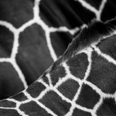 Photo by Louise Pilgaard