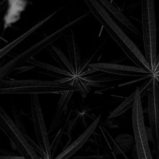 Photo by malmanxd