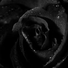 Photo by Mariana B.