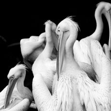 Photo by Olivier Guillard