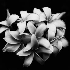Photo by Charlie Harutaka