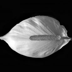Photo by David Clode