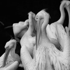 Photo by Olivier Guillard